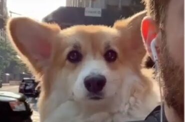 Corgi, bunny, tea cup pig, baby pug on alert, Cutest Baby Animals Compilation - cute & cuddly #01