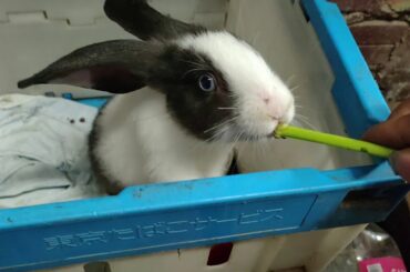 cute babey rabbit ,black and white