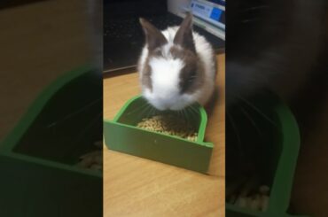 Super cute little bunny