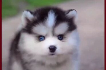 Cute baby animals Videos - funny animal 2020 - Soo Cute! #109