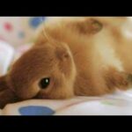 Small Cute Rabbit 🐰