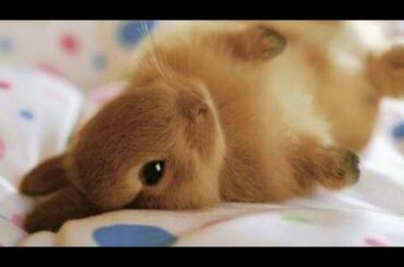 Small Cute Rabbit 🐰