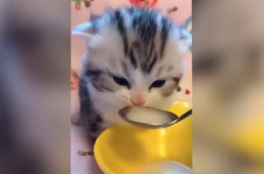 Cute baby animals Videos - funny animal 2020 - Soo Cute! #108