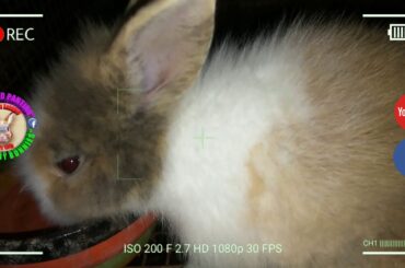 2 Cute Baby Bunnies Day 29 (DOB: Jan 30, 2020) - Bongskie Rabbitry Cebu - Bisdak Edition