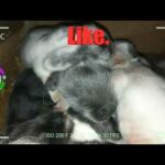 5 Cute Baby Bunnies Day 8 (DOB: February 21, 2020) - Bongskie Rabbitry Cebu - Bisdak Edition