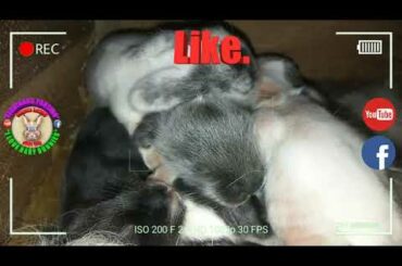 5 Cute Baby Bunnies Day 8 (DOB: February 21, 2020) - Bongskie Rabbitry Cebu - Bisdak Edition