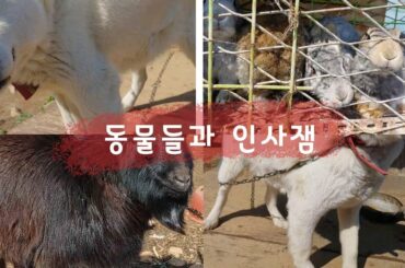 동물들과 안녕 #강아지 #염소 #토끼 #dog #rabbit