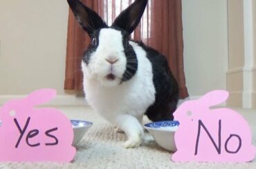 Will the Coronavirus go away?