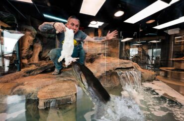 FED MY HUGE ANACONDA A RABBIT IN HER NEW GIANT CAGE AT MY REPTILE ZOO!!! | BRIAN BARCZYK