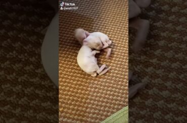 My cute rabbit  new born