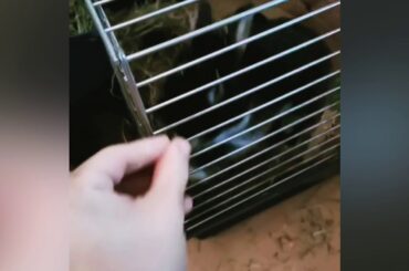 Cute bunny is eating but a ai has edited the video
