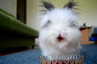 Bunny eating a strawberry ))