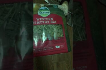 Waiting for my cute bunny