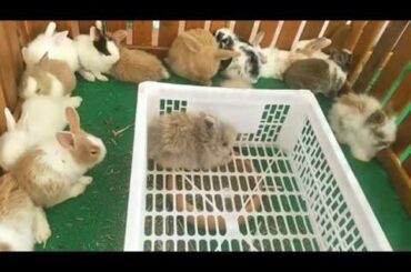 Rabbit Smart and Cute Funny Baby Bunny Rabbit Videos Compilation Cute Rabbits ( ASMR ) Episode 08