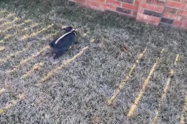 Cute baby bunny playtime funny baby bunny video