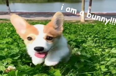 Cute Corgi Jumping Like A Bunny