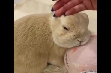 Cutest bunny ever ❤️❤️😍