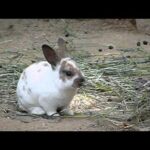 #04 Cute baby Domestic Rabbit.かわいいカイウサギの赤ちゃん。