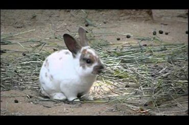 #04 Cute baby Domestic Rabbit.かわいいカイウサギの赤ちゃん。