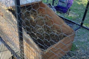 She Had 8 Kits (Baby Bunnies)!