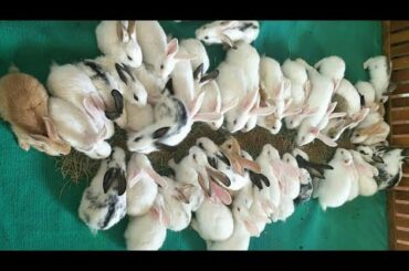 Babby Rabbit cute, pet animals. Funny rabbits video. กระต่ายเด็กน่ารักสัตว์เลี้ยง / Thỏ con dễ thươn