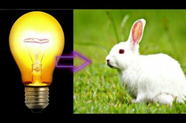 DIY:Cute Rabbit : waste out of waste easy thing  from fuged bulb and cotton.