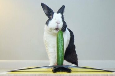 Rabbit Eating Juicy Cucumber ASMR