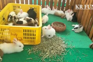 Cute Rabbit Farming | Cute Baby