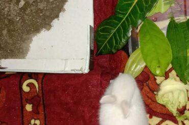 pikacu: Rabbit  Home with toilet