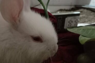 pikacu :the cuttest rabbit