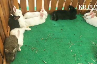 Cute Baby Rabbits Farming