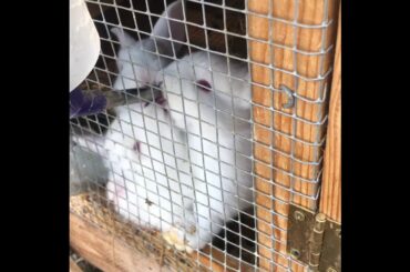 Four Week Old Bunnies Being Cute And Learning From Moms
