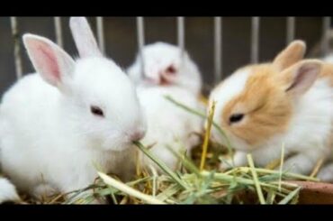 Rabbit farm, animals life, lovely rabbit, cute. Trang trại thỏ, động vật, thỏ đáng / กระต่ายน่ารักน่