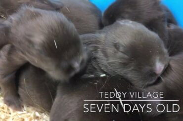 Minilop newborn cute bunnies - progress one day to seven days - One Week Mini Lop rabbits