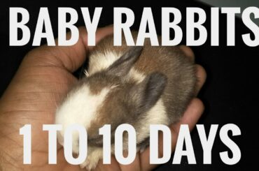 Baby bunny growing up 1 to 10 days