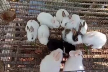ទន្សាយចិញ្ចឹមស្អាតៗ Cute pet rabbits