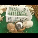 Rabbit Smart and Cute Funny Baby Bunny Rabbit Videos Compilation Cute Rabbits (ASMR) Episode 09