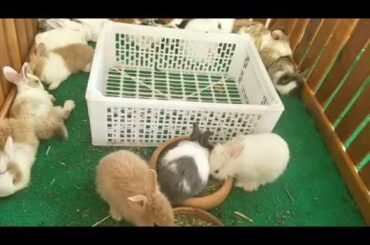 Rabbit Smart and Cute Funny Baby Bunny Rabbit Videos Compilation Cute Rabbits (ASMR) Episode 09