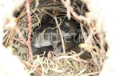 Cute wild baby bunnies cuddling in a rabbit hole. Zoom in to close-up.