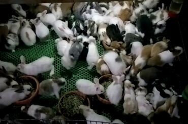 Wow! alot of Rabbits, baby rabbit, cute rabbits, lovely rabbit. small rabbits, animals film. TunSay