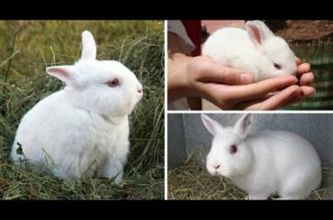 সুন্দর সুন্দর খরগোশের বাচ্চা  &  Pretty cute rabbit kid