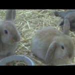 How To Take Care Of A Mini Lop Rabbit