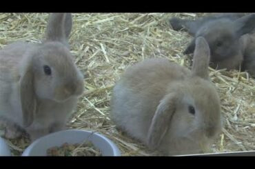 How To Take Care Of A Mini Lop Rabbit