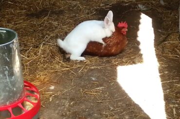 Wow Rabbit Meeting With Chicken Hen