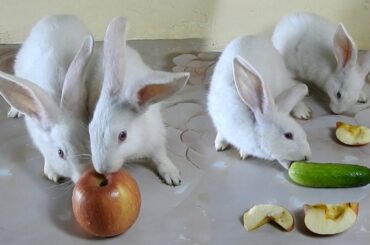 The Cutest Rabbit PoyPoy Love Apple but Rabbit PomPom Don't Love & want to eat cucumber