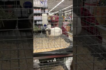 Time to see the animals the rabbit is so cute ☺️☺️😊is cool