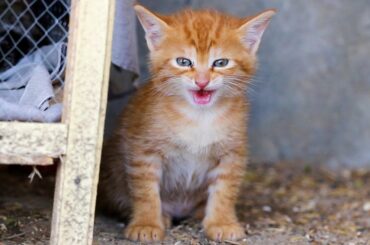 30 Days After Birth | Mesha and her first Meowing baby kitten | Cuteness