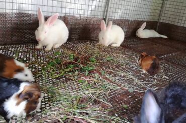 Rabbits - Rabbits Videos - Cute Rabbits Videos - Rabbits Eating