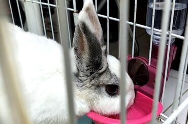 愛喝水又抖抖的偶貴兔 Cute rabbit Ohqui likes to drink.