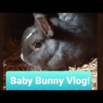 Baby Bunny Vlog! (Episode 2) *Building A Nest!!*